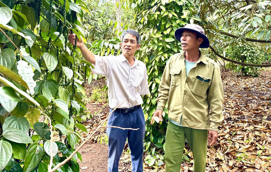 Thành viên Nông hội cây ăn quả thôn Thanh Bình (xã Ia Grai) trao đổi kinh nghiệm về sản xuất nông nghiệp. Ảnh: Hà Duy