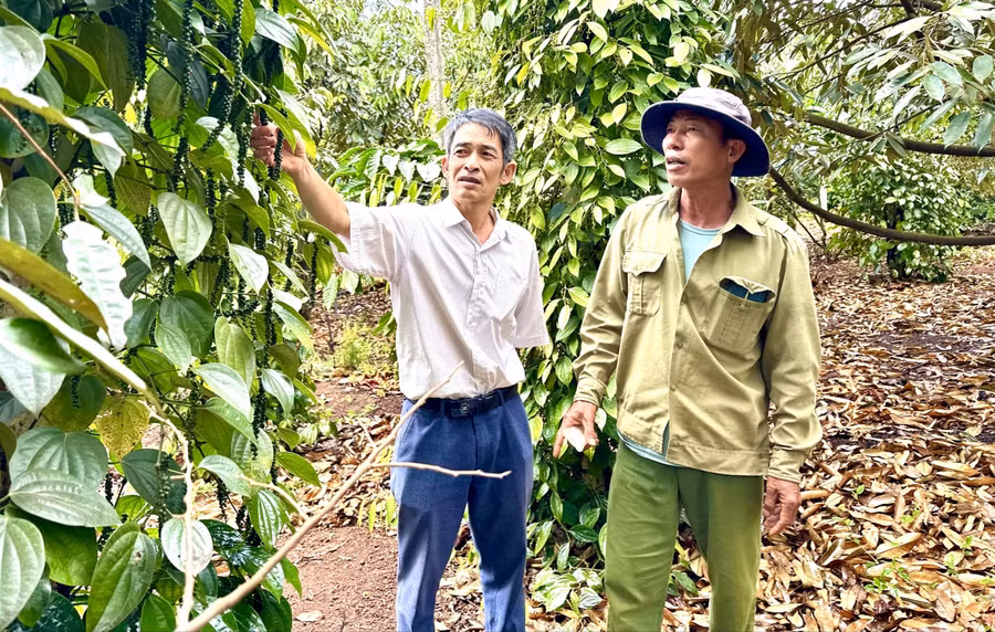 Thành viên Nông hội cây ăn quả thôn Thanh Bình (xã Ia Grai) trao đổi kinh nghiệm về sản xuất nông nghiệp. Ảnh: Hà Duy