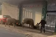 Trâu mới mua bất ngờ hung dữ, húc 6 người bị thương ở Lâm Đồng