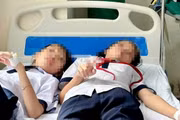 Ném đá vào tổ ong trong sân trường, 27 học sinh ở Quảng Trị phải nhập viện
