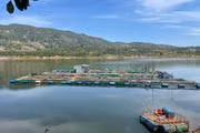 Gia Lai dự kiến dành 120 tỷ đồng hỗ trợ nuôi trồng thủy sản công nghệ cao