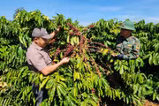Công ty Cà phê Ia Sao 2: Dấu ấn 40 năm trên đất Tây Nguyên