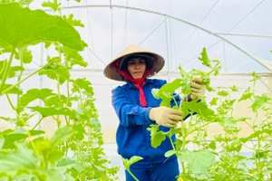 Chuẩn hóa sản xuất theo tiêu chuẩn VietGAP: Giải pháp phát triển nông nghiệp bền vững