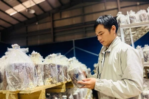 Sáng chế “Quy trình trồng nấm linh chi trên giá thể phôi gỗ keo lai” được chấp nhận hợp lệ