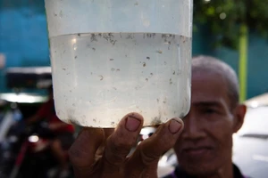 Người dân Philippines thi nhau “bắt muỗi-đổi tiền”