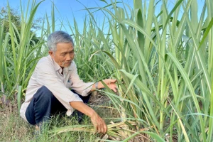 Gia Lai chủ động phòng-chống sinh vật gây hại cây trồng