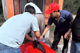 Tẩm liệm cá voi theo tục lệ cổ truyền. Ảnh: Nguyễn Xin