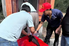 Tẩm liệm cá voi theo tục lệ cổ truyền. Ảnh: Nguyễn Xin