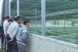 Lãnh đạo các đơn vị tham quan mô hình trồng sâm Ngọc Linh và sâm Lai Châu. Ảnh: Đoàn Bình