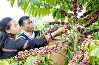 Anh Siu Sắt tại làng Mrông Yố 1, xã Ia Phí, tỉnh Gia Lai phát triển mô hình nông nghiệp hữu cơ gắn liền với du lịch canh nông và trải nghiệm văn hóa địa phương.