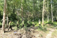 Phát huy sức mạnh cộng đồng trong công tác quản lý và bảo vệ rừng trên địa bàn tỉnh năm 2025