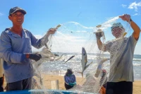 Ngư dân làng biển khu vực phía Đông tỉnh tất tả bám biển sinh nhai ngay sau khi cơn bão số 13 đi qua.