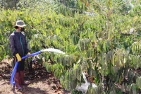 Nông dân tất bật vào nhịp tưới nước cho rẫy cà phê, chăm sóc vườn cây ngay từ những ngày đầu xuân để đảm bảo năng suất mùa vụ 2026.