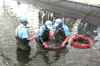Dự án đầu tư nuôi tôm ứng dụng công nghệ cao của Công ty TNHH Việt Úc - Phù Mỹ tại xã An Lương khẳng định hiệu quả.