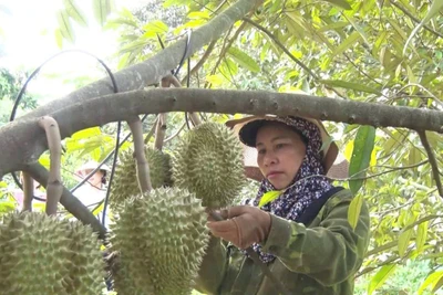 Gia đình bà Hồ Thị Hương (làng Krêl, xã Ia Krêl) thu nhập cao nhờ trồng sầu riêng theo hướng VietGAP. Ảnh: H.T