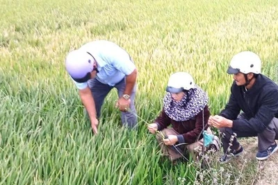 Đắk Lắk: Hàng trăm héc-ta lúa không trổ bông
