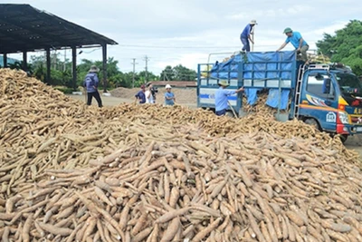 Mì là mặt hàng thứ 9 của ngành nông nghiệp đạt kim ngạch xuất khẩu trên 1 tỷ USD