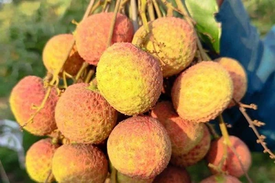 Vải Tây Nguyên đầu mùa giá cao đến khó tin