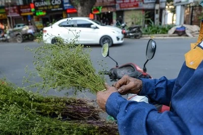 Vì sao nên tắm nước lá mùi già vào ngày cuối năm?