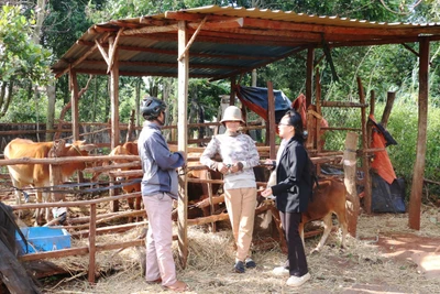 Chị Siu H’Teo (ở giữa, làng Phung, xã Ia Phang) phấn khởi khi kinh tế của gia đình ngày càng ổn định. Ảnh: Q.T