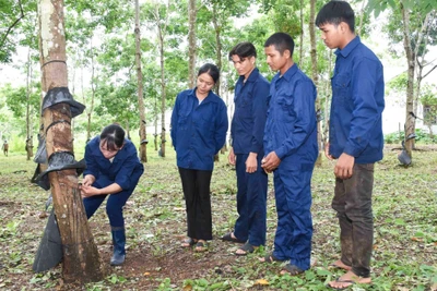 Chị Hoàng Thị Niệm hướng dẫn các công nhân cạo mủ. Ảnh: V.H