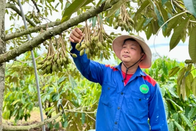 Theo ông Đào Duy Quỳnh, các sản phẩm chủ lực của Nông hội như sầu riêng cũng liên kết được với các cơ sở thu mua nên đầu ra ổn định. Ảnh: H.D