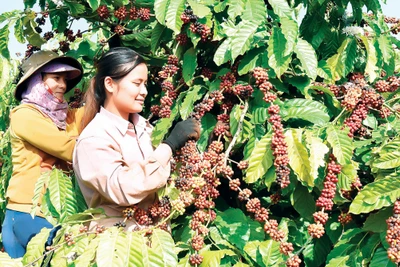 Cà phê là cây trồng chủ lực của huyện Ia Grai. Ảnh: L.N