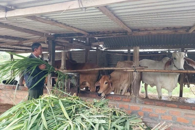 Kinh tế trang trại mang lại hiệu quả cao