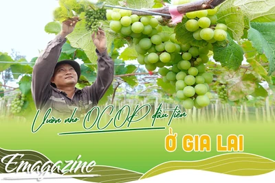 Vườn nho OCOP đầu tiên ở Gia Lai