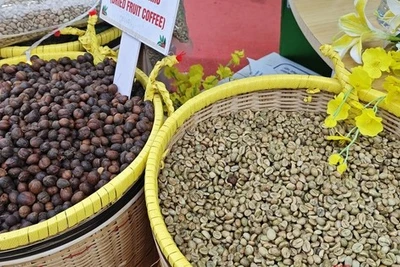 Giá cà phê hôm nay 17-5: Giảm mạnh tới 3 con số