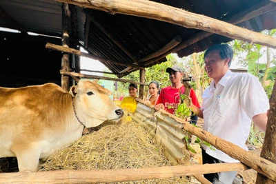 Gia đình chị Rơ Châm Khi (làng Krăi) được UBND thị trấn Phú Hòa hỗ trợ 1 con bò giống để làm sinh kế vươn lên thoát nghèo. Ảnh: Đ.Y