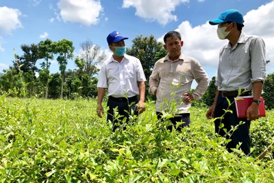 Mô hình trồng cây cà gai leo ở huyện Chư Păh. Ảnh: L.N