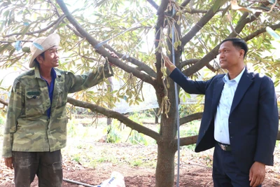 Ông Lê Thanh Bình (bìa trái, thôn Lương Hà) thu nhập tiền tỷ từ vườn sầu riêng. Ảnh: N.Q