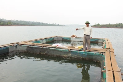 Hợp tác xã Nông nghiệp và dịch vụ Đak Krong (huyện Đak Đoa) đang duy trì nuôi 19 lồng cá trong lòng hồ thủy điện. Ảnh: N.D