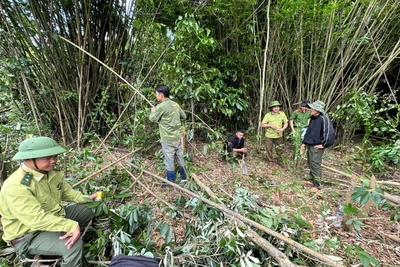 Phá rừng trong đêm, nam thanh niên khai được trả công 300.000 đồng/ngày