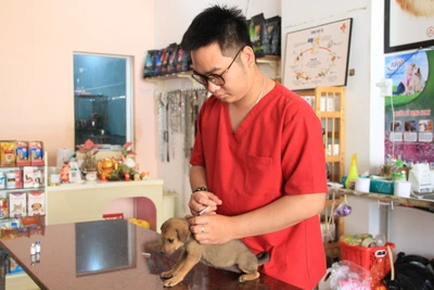 Bác sĩ thú y Nguyễn Tấn Phong tiêm phòng cho chó nuôi của khách hàng. Ảnh: H.H