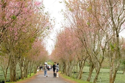 Mai anh đào nở sớm thu hút du khách đến với Đà Lạt