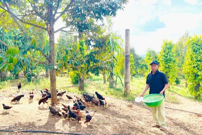 Ông Bùi Ngọc Hùng (thôn 3, xã Hòa Phú) nuôi gà kết hợp nuôi trùn quế để tăng thu nhập và lấy phân bón chăm sóc vườn cây. Ảnh: N.H