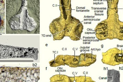 Hiện ra sau 400 triệu năm, 'quái vật nhiều chân dung' gây bối rối