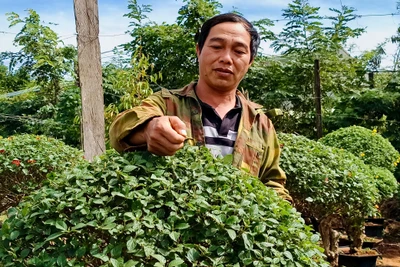 Anh Trần Minh Tuấn (thôn Phú Quang, xã Ia Hrú, huyện Chư Pưh) chăm sóc các chậu hoa ngũ sắc của gia đình. Ảnh: Đ.L