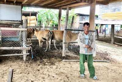 Gia đình anh Siu Toa (thôn Kte Nhỏ, xã Ia Yeng) vẫn giữ thói quen nuôi nhốt bò dưới gầm nhà sàn. Ảnh: L.N