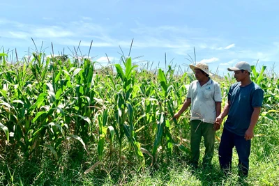 Ông Nay Tim (bìa phải, làng Plei Rngôl, xã Ia Trốk, huyện Ia Pa) có nguồn thu ổn định nhờ trồng bắp sinh khối. Ảnh: H.T