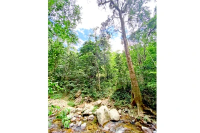 Tan biến giữa rừng