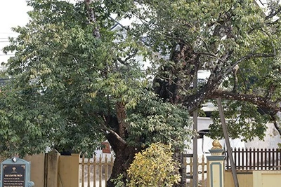 Về Đất Tổ nghe chuyện cây nghìn năm tuổi - Bài 3:Cây thị cổ có quả tròn quả dẹt