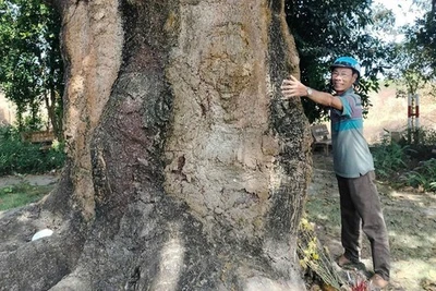 Về Bạc Liêu nghe chuyện cây xoài 340 tuổi và truyền thuyết 'thần hổ' 3 chân