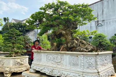 Cây chòi mòi “Thiền sư” là một trong những tác phẩm ở vườn bonsai Vũ Nguyễn hội đủ các yếu tố “cổ, kỳ, mỹ, văn”. Ảnh: K.P