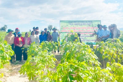 Sử dụng giống mì kháng bệnh để nâng cao hiệu quả sản xuất 
