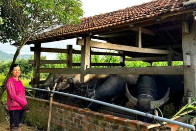 Nhiều hộ dân xã Tơ Tung (huyện Kbang) phát triển kinh tế, làm giàu từ chăn nuôi trâu. Ảnh: N.M