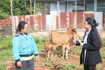 Chị Siu H’Yin (bìa trái, làng Tao Chor, xã Ia Hrú) cho biết, nhờ học lớp nghề chăm sóc, phòng bệnh cho gia súc nên chị đã nắm được kỹ thuật chăm sóc, phòng ngừa, trị bệnh cho đàn bò của gia đình. Ảnh: Q.T