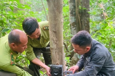 Bảo vệ động vật hoang dã trên dãy Trường Sơn: Xuyên rừng tìm dấu chân thú